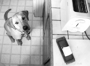 Expert Dog Training: Resolve Common Behavior Issues