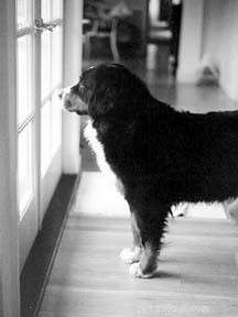 Proven Tactics to Stop Separation Anxiety in Dogs