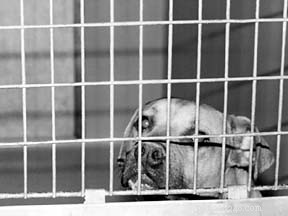 Explore Your Dog’s Ancestral Instincts for Better Care