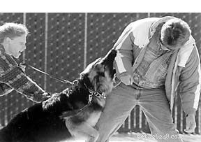 Explore Your Dog’s Ancestral Instincts for Better Care