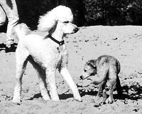 Understanding a Dog’s Calming Signals: How to Read Their Body Language