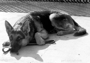 Unraveling Chronic Hunger in Rescue Dogs: Symptoms & Solutions