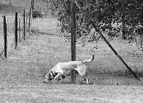 Understanding and Managing Your Dog s Predatory Drive