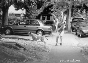 Managing a Dog with Aggressive Behavior Around Others