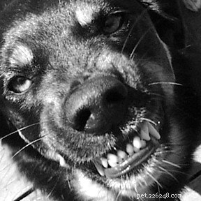 Immediate Steps to Take When Your Dog Bites Someone
