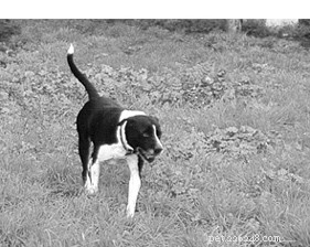 Train Your Dog to Stay Calm Around Guests: Simple, Effective Tips