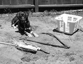 Effective Strategies to Manage and Prevent Destructive Dog Behavior