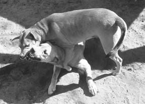 Dog Mounting and Dominance: Effective Solutions & Training Tips