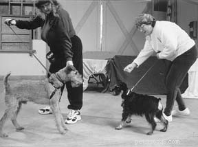 Advanced Canine Behavior Training for Aggressive & Problematic Dogs