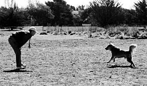 How Dogs Communicate Through Body Language: A Guide to Understanding Your Canine Companion