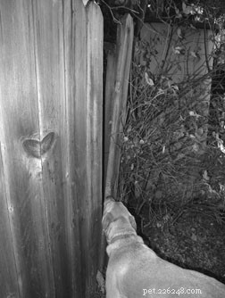 How to Keep Your Dog Safe: Proven Tips to Prevent Escapes