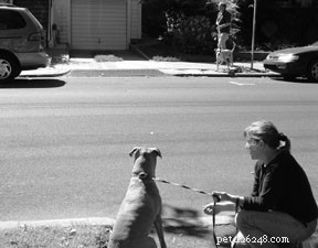What Your Dog s Growl Really Means: A Guide for Safe Training