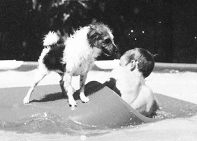 Managing Your Lab-Mix s Excitement in the Pool: Tips for Calm Water Time