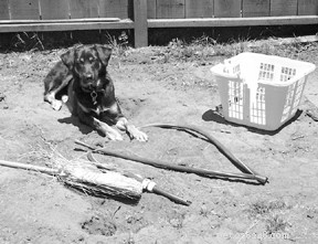 How to Support Your Dog When You re Home Alone: Proven Tips for Peaceful Living