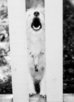 Understanding Dog Barking: Decode Your Dog’s Calls & Manage Barking Behavior