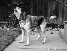 Understanding Dog Barking: Decode Your Dog’s Calls & Manage Barking Behavior