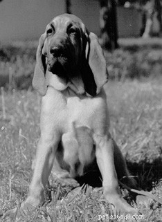 Unlocking Your Dog s Powerful Scent-Tracking Abilities