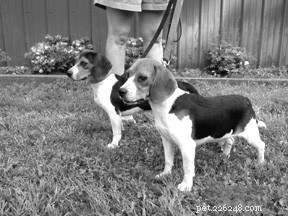 Unlocking Your Dog s Powerful Scent-Tracking Abilities