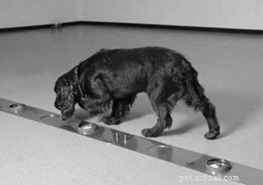 Unlocking Your Dog s Powerful Scent-Tracking Abilities