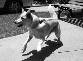 Why Some Dogs Resist Touch: Recognizing Pain, Signs, and Building Trust