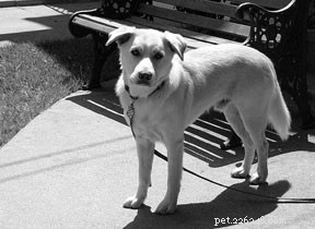 Why Some Dogs Resist Touch: Recognizing Pain, Signs, and Building Trust