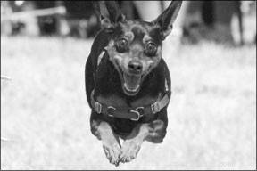 Agility Games to Tame Aggressive Dogs