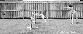Agility Games to Tame Aggressive Dogs