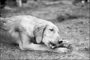 Is Your Dog Experiencing an Eating Disorder? Key Signs & Solutions