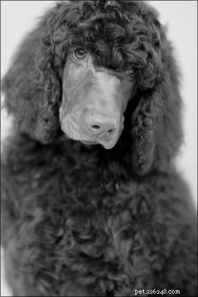 Is Your Dog Experiencing an Eating Disorder? Key Signs & Solutions