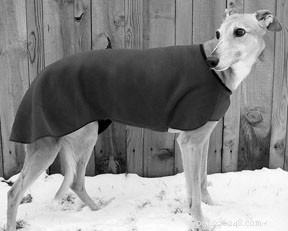 Understanding Incontinence in Dogs: Causes, Symptoms, and Care