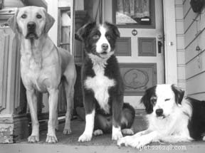 How to Spot Stress in Your Dog: Key Warning Signs