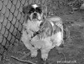 How to Spot Stress in Your Dog: Key Warning Signs