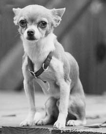How to Spot Stress in Your Dog: Key Warning Signs