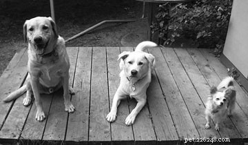 Teaching Your Dog Self‑Control: Proven Techniques for Calm Behavior