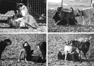Are Your Dog’s Actions Turning Him Into a Bully? Spot the Signs & How to Help