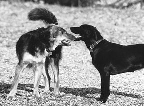 Decoding Dog Appeasement Signals: A Guide to Reading Canine Body Language