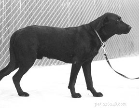 Decoding Dog Appeasement Signals: A Guide to Reading Canine Body Language