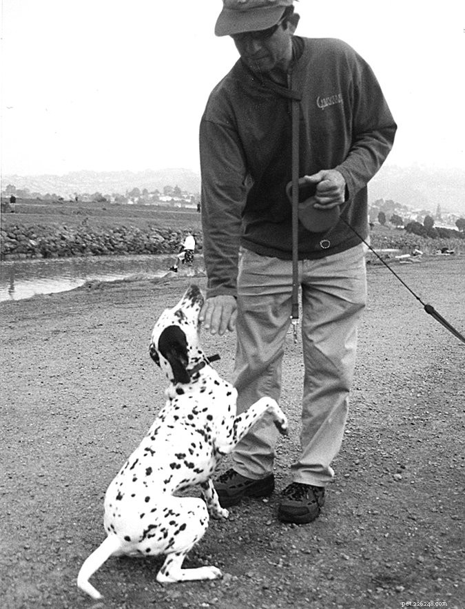 Decoding Dog Appeasement Signals: A Guide to Reading Canine Body Language