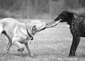Decoding Dog Appeasement Signals: A Guide to Reading Canine Body Language