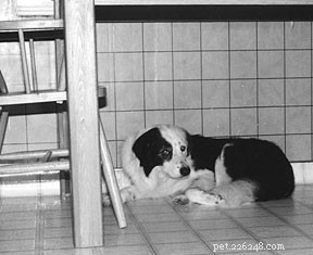 Build Confidence in Your Shy Dog: Proven Training Strategies