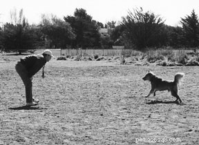 Bridging the Communication Gap: How to Connect Better with Your Dog