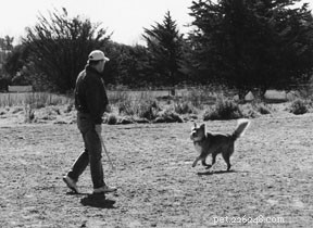 Bridging the Communication Gap: How to Connect Better with Your Dog