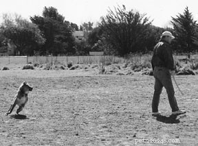 Bridging the Communication Gap: How to Connect Better with Your Dog