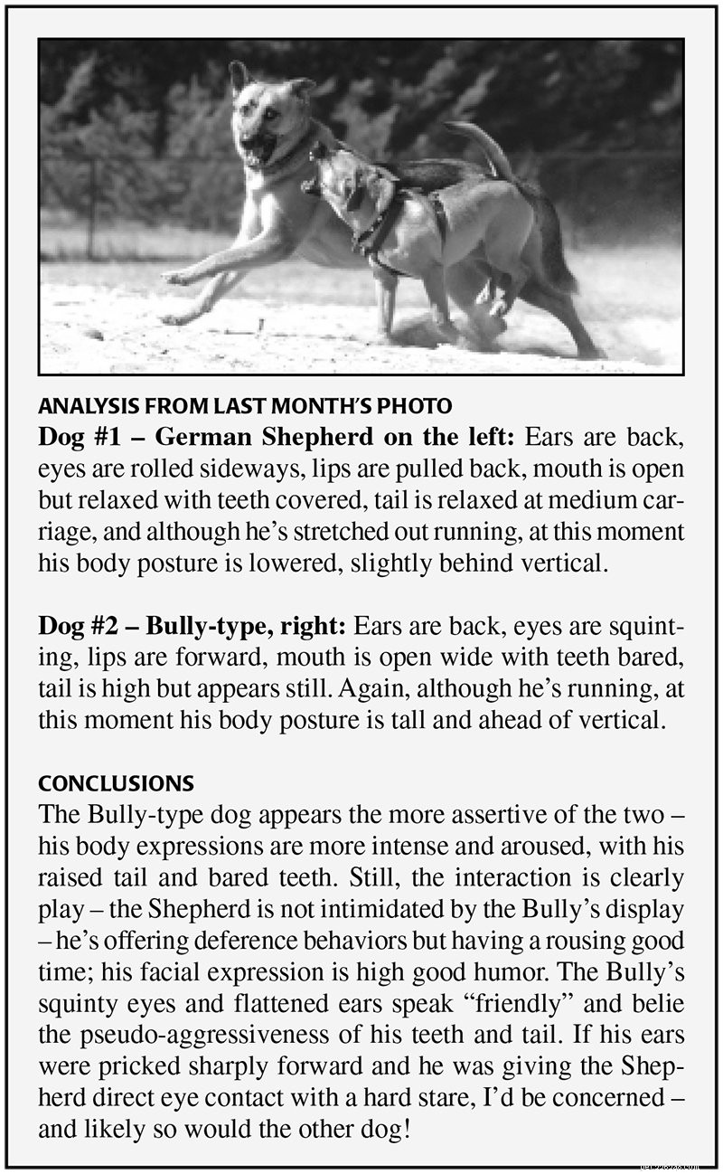 Decoding Your Dog’s Body Language: A Trusted Guide to Understanding Canine Signals
