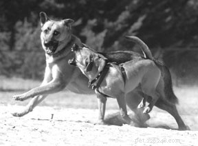 Decoding Your Dog’s Body Language: A Guide to Better Communication