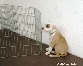 How to Effectively Socialize a Shy Dog: Step‑by‑Step Guide