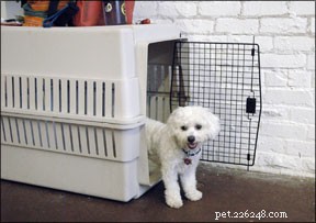 How to Effectively Socialize a Shy Dog: Step‑by‑Step Guide
