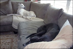 Effective Strategies to Alleviate Separation Anxiety in Dogs