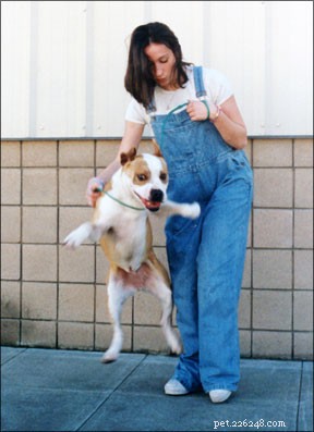 Calm Your Hyperactive Dog: Proven Acupressure Techniques