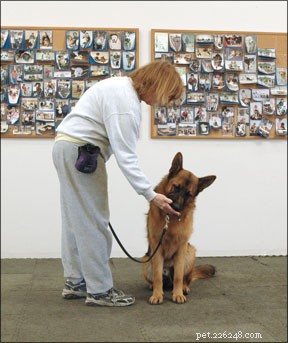 Proven Methods to Modify Aggressive Dog Behavior